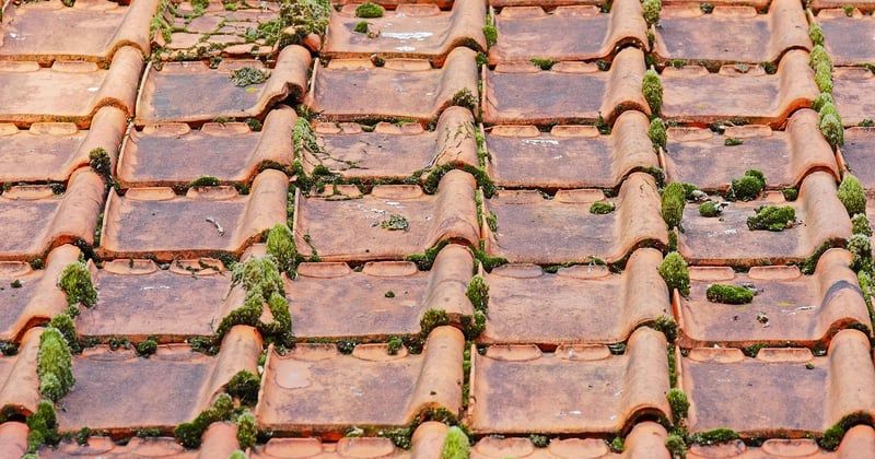 Toiture en tuiles : les traitements anti-mousse qui marchent vraiment